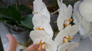 Орхидеи беляши в коллекции!