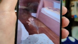 Как живут выпускники нашего питомника в НОВОМ доме 01/11/25 #отзывыопитомникемаримистик +79215950848