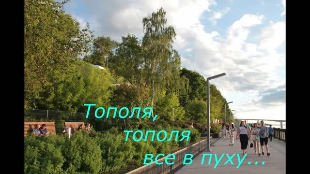 Тополя, тополя. Все в пуху...