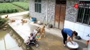 Собачка спасла