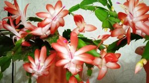 Что нужно лесному Зигокактусу декабристу, чтобы так обильно цвести