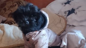 Сушу сухари/ Голодная и злая на связи)