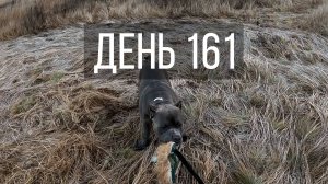 День 161