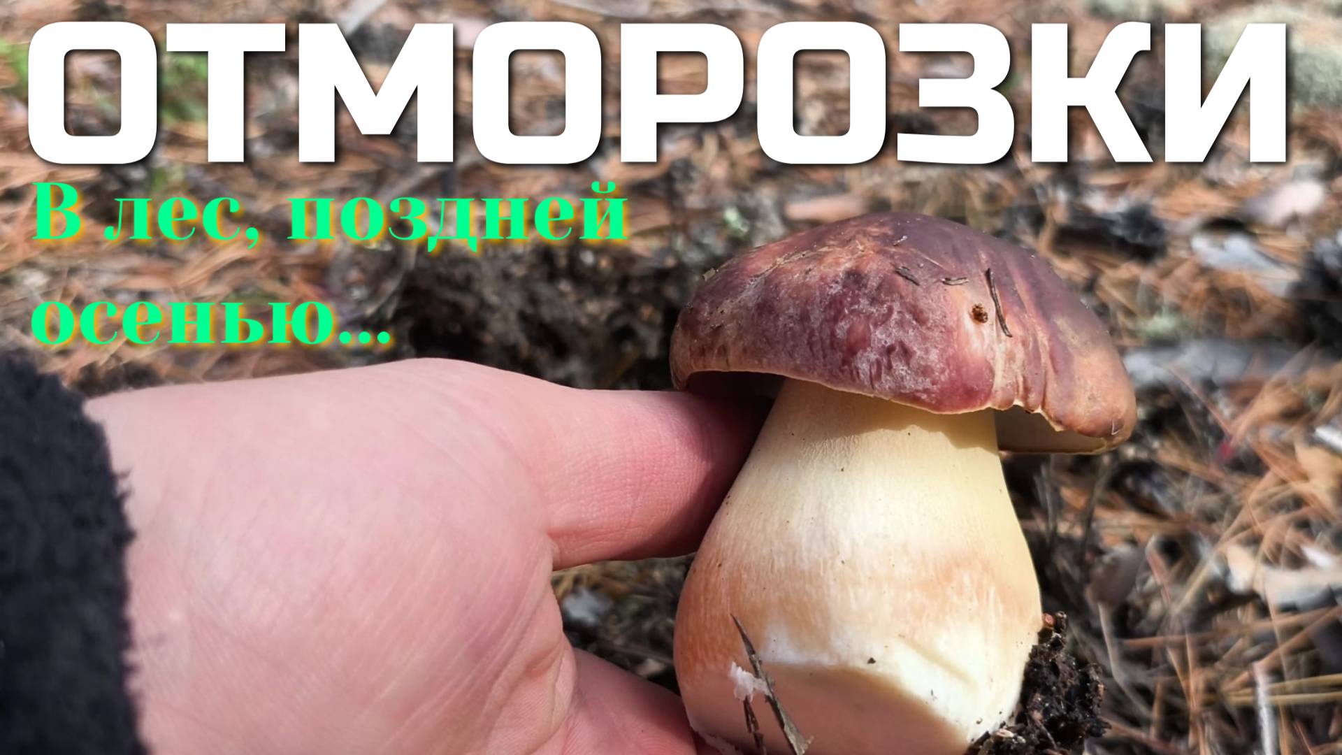 В ЛЕС ЗА ОТМОРОЗКАМИ. Осень, морозец, всё остывает,природа засыпает крайний СБОР ГРИБОВ 2025 года.