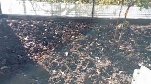 ✅Готовлю луковицы гладиолусов к зиме , собираюсь домой