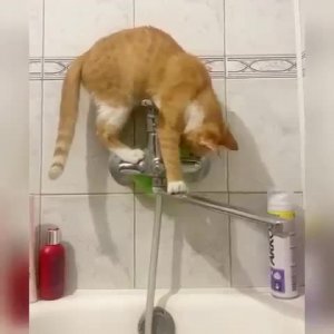 Жить захочешь - не так раскорячишься😄