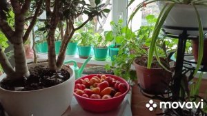 1 ноября купили варочную панель.То  Ваньки нет то Маньки нет....Покрасила трубы....