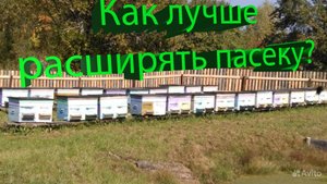 Расширяем пасеку: выбираем лучший вариант пчел и маток