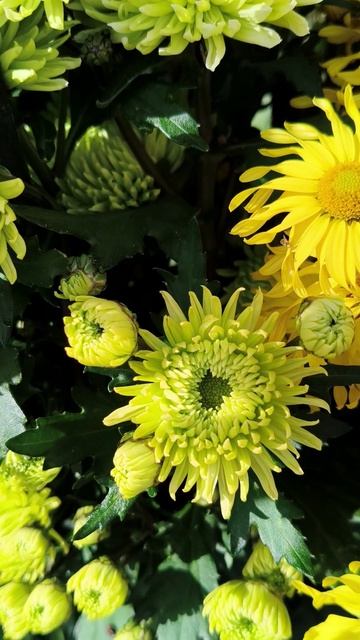 Бал хризантем в Крыму 2025 (Никитский ботанический сад) 31.10 (12)