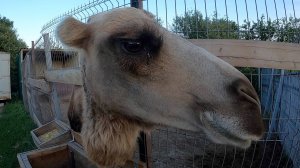 858 - зоопарк на трассе М4 в Миллерово - Москвография - Что посмотреть в Москве