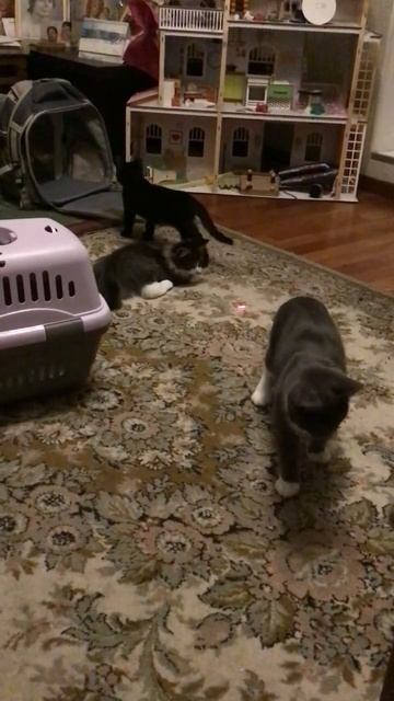 Санкт -Петербург. 02.11.2025. В гостях у Персика котята 🐈_⬛  Кнопочка, Черника и Торт. Эпизод 2