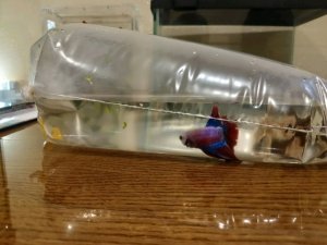 заселяем новых аквариумных рыб в новый аквариум