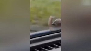 Смешные животные. Самые интересные моменты.