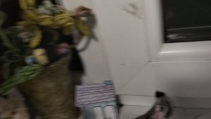 обзор на дом собак извините что так долго не было видео школа