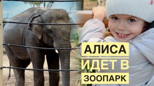 Алиса идет в Казанский зоопарк