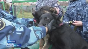 Пять воспитанников кузбасского питомника ГУФСИН отправились на службу в Алтайский край