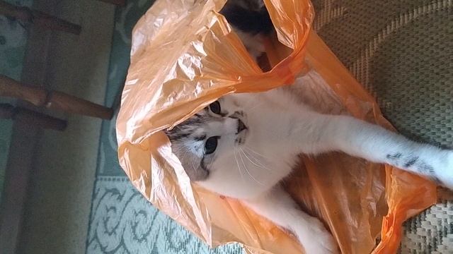 Мая в пакетике