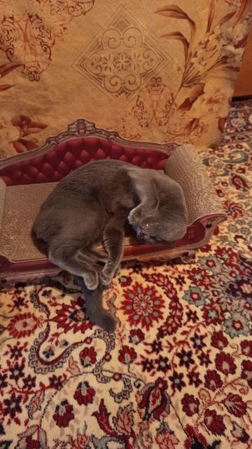 Кот Атос наслаждается отдыхом и сладко спит #shorts #котатос #милота #животные #кошачийсон