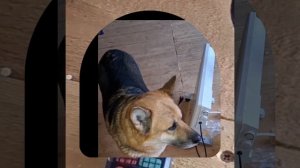 1000038990.mp4 (Собака смотрит на монтаж электропроводки (распайку р/коробок) в доме А-фрейм)