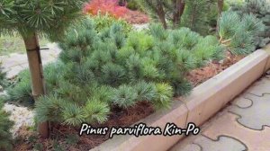 Pinus perviflora Kin-Po