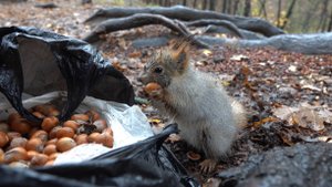 Толстая и Белка с хвостиком. Зарисовка