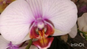 Обзор орхидей в Лемано Про /02.11.25/