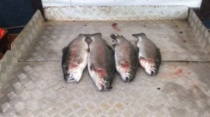 улов форели