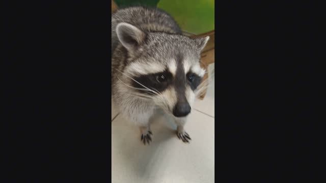 Мы в гостях у енотов!