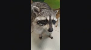 Мы в гостях у енотов!