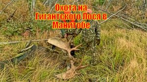 Охота на Гигантского Лося в Манитобе