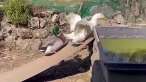 Горки любим мы все! И утки тоже!🛝😄