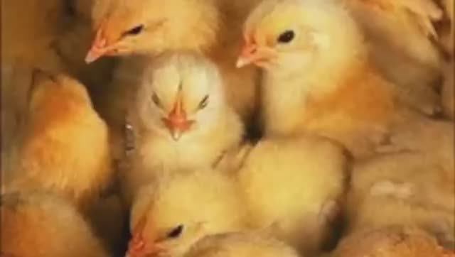 Петушок-цыпленок. Пасха. Cockerel-chicken. Easter. Amigurumi. Crochet.  Амигуруми. Игрушки крючком.