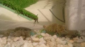 я показываю террариум с красноухими черепахами