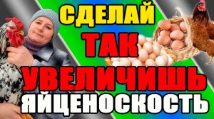 Сделай ТАК и УВЕЛИЧИШЬ яйценоскость кур.