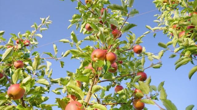 Теперь я Босс 11 сезон 7 выпуск