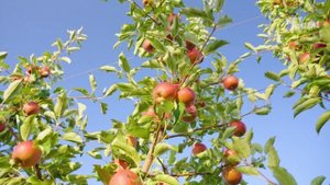 Теперь я Босс, 11 сезон, 7 выпуск