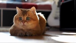 Кошка не знала .