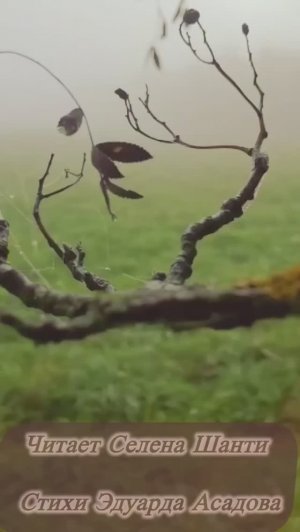 «Как много тех, с кем можно лечь в постель». Чтец Селена Шанти, стихи Эдуард Асадов.