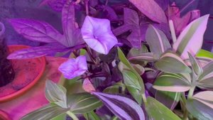 Ипомея Батат и Традесканция очень хорошо укореняются.