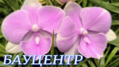 №1137/ СВЕЖАЯ поставка ОРХИДЕЙ в БАУЦЕНТРЕ. Новогодние УКРАШЕНИЯ