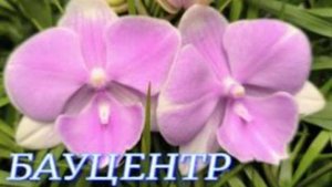 №1137/ СВЕЖАЯ поставка ОРХИДЕЙ в БАУЦЕНТРЕ. Новогодние УКРАШЕНИЯ