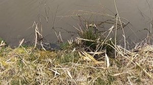 РЫБАЛОЧКА. karp fisching