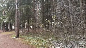 Прогулка выходного дня