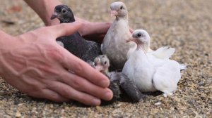 Песня №18 Владимир Гончаров 
Голубиная верность.mp4