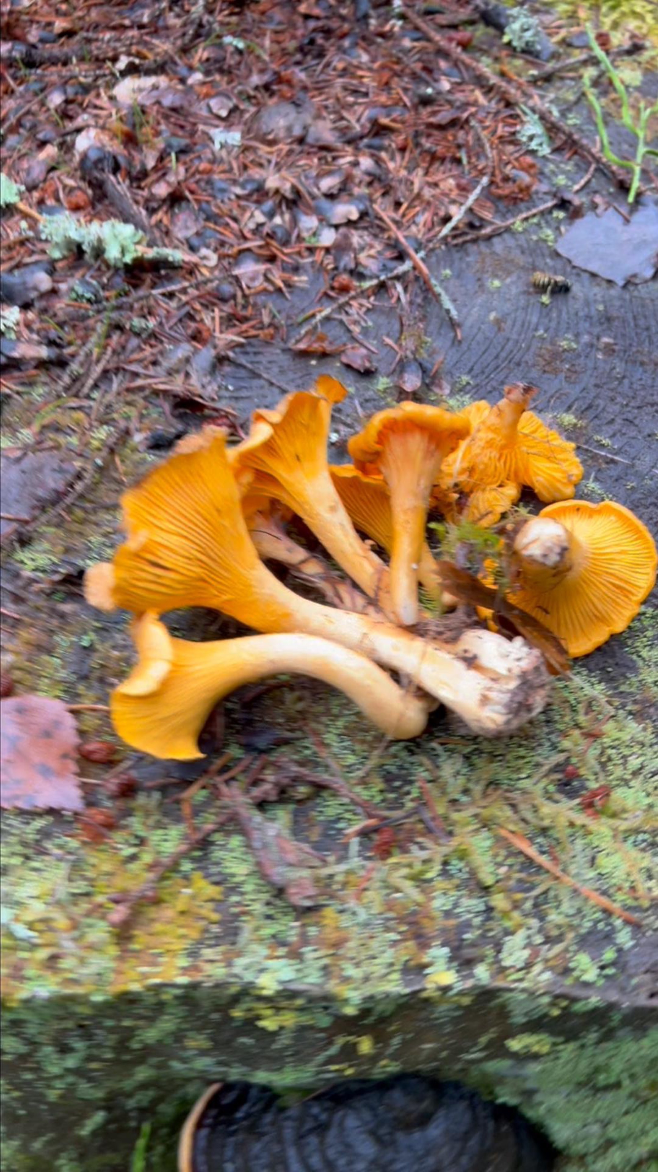 Лисички 2 ноября продолжаем собирать грибы