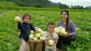 Собираю урожай дыни. Торговля фруктами на рынке. Готовлю курицу с рисом для семьи. Жизнь во Вьетнаме