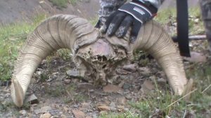 Погибший, под лавиной, баран.