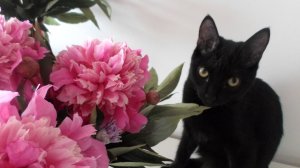 Кот Иша Просто будни одного кота Смешной злой милый самый любимый кот Котождун