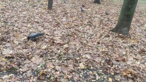 2 ноября - волшебник на улице ждите солнце 🌞 и улучшение в погоде...