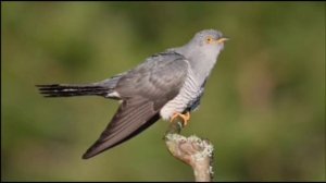 Песня №16 Владимир Гончаров 
Кукушка.mp4